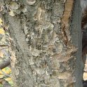 Parrotia persica ecorce